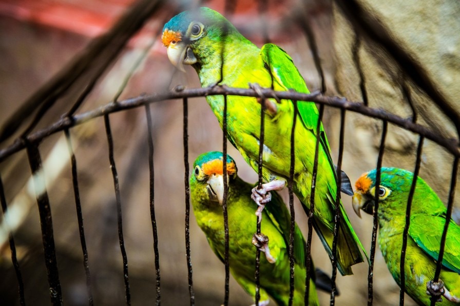 Three Brightly Colour Parrots in a Cage